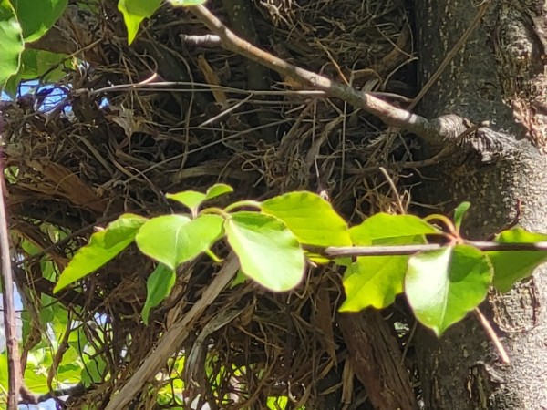 Robin nest in tree