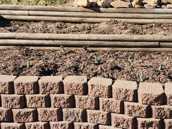 tulips emerging