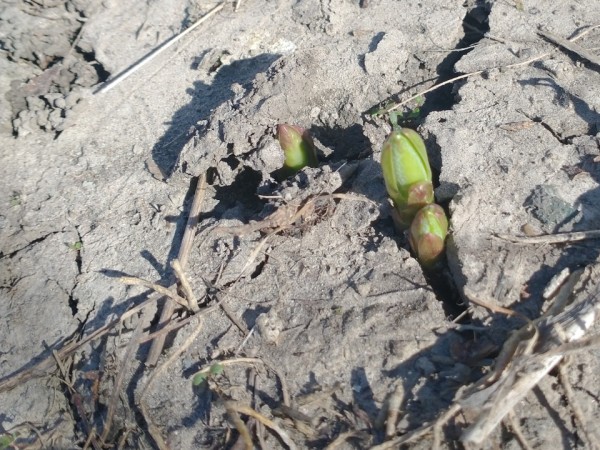 Milkweed emergence through dry ground