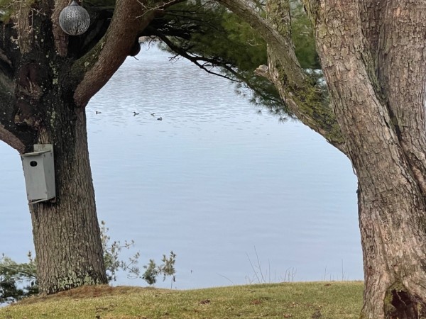 Loons gathering in lake in distance