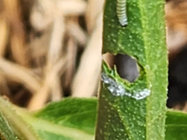 larva on milkweed