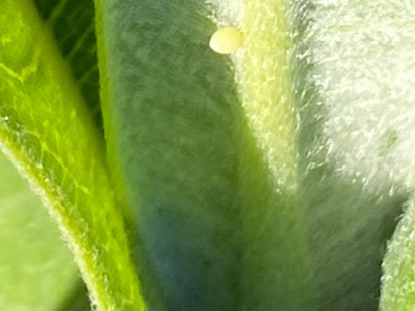 Monarch egg