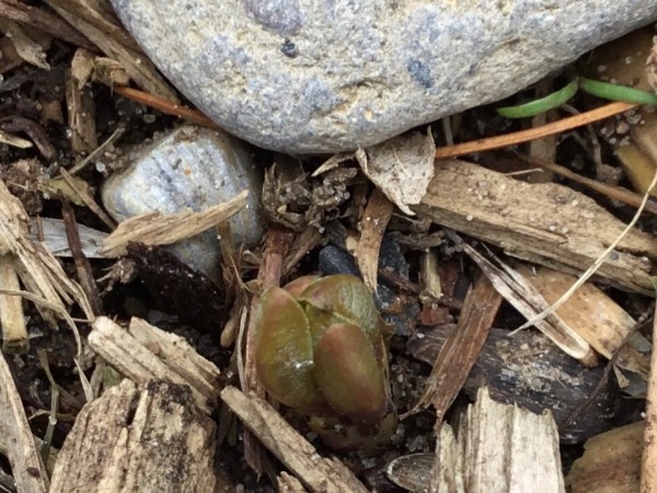 early milkweed emergence