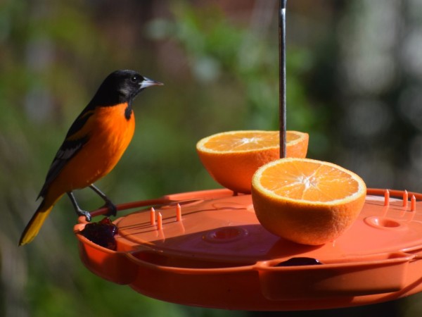 Baltimore Oriole perched at feeder