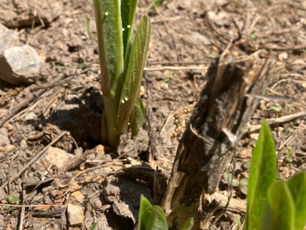 monarch eggs on milkweed