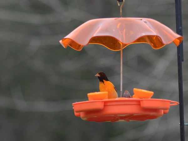 Baltimore Oriole perched at feeder