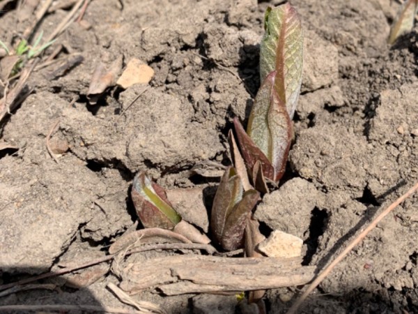 milkweed emergence