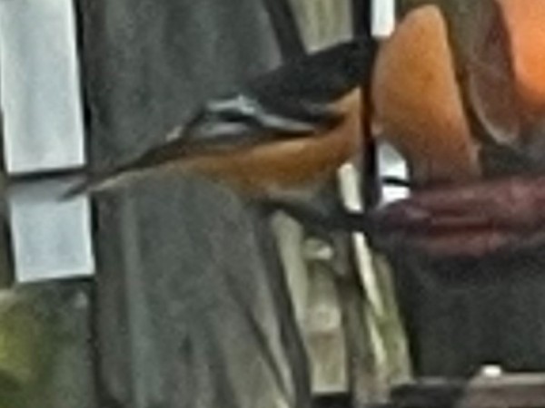 Baltimore Oriole perched at feeder