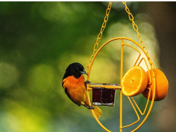 Baltimore Oriole perched at feeder