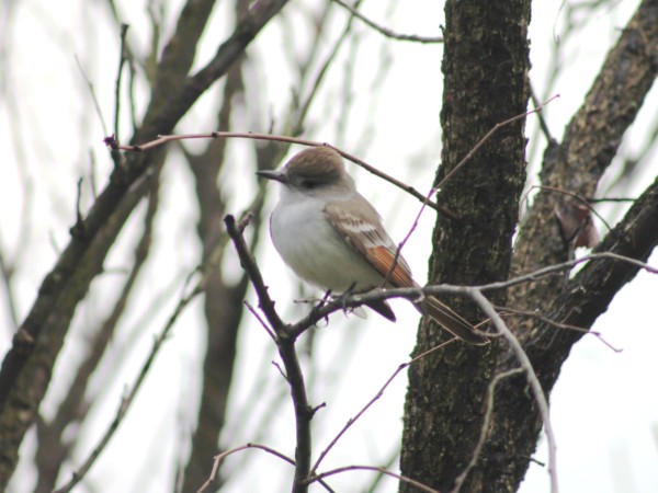 Ash-throated Flycatcher