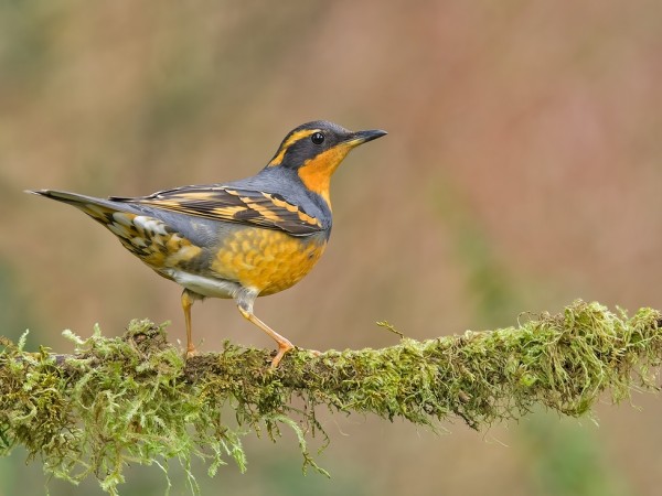 Varied Thrush sitting on branch
