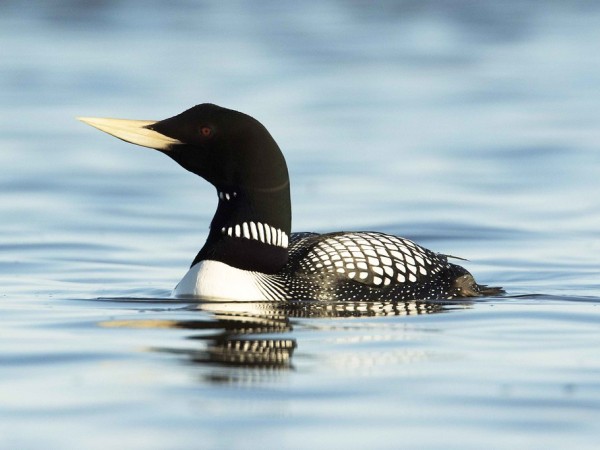 Loon: Yellow-billed loon