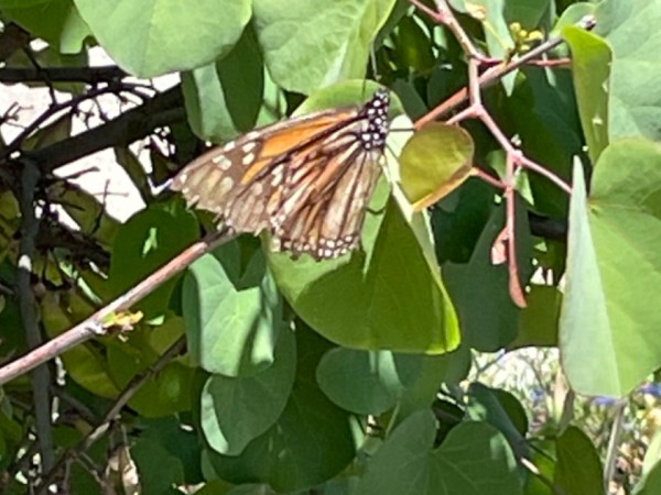 monarch butterfly