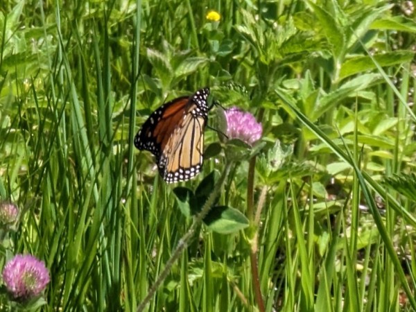 monarch butterfly