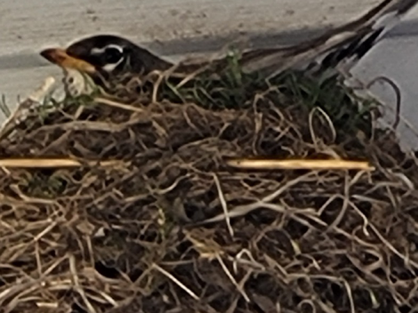 Robin on nest