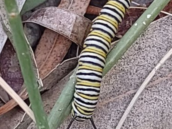 monarch larva