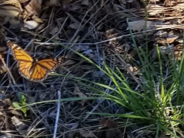 monarch butterfly