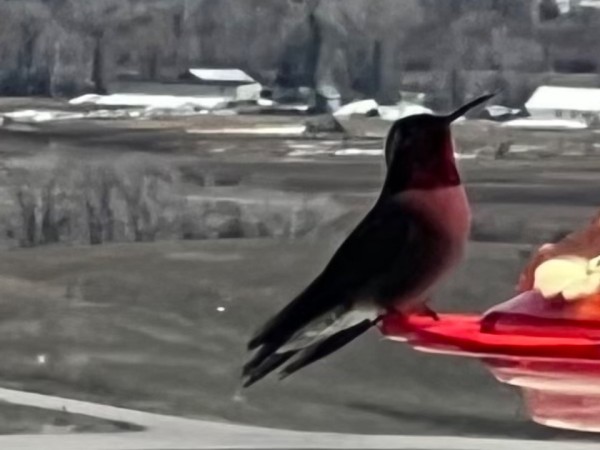 Broad-tailed hummingbird at feeder