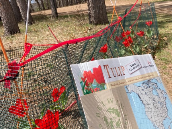 Tulip Test Garden in bloom