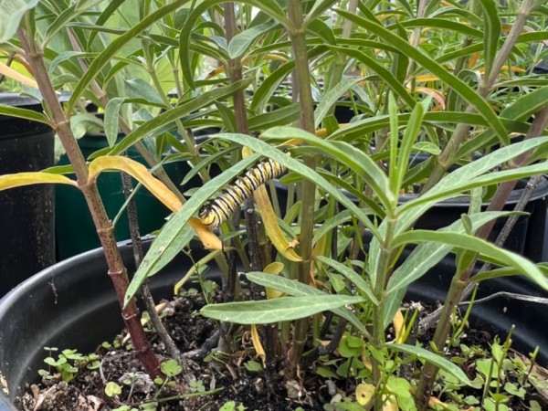 larva on milkweed