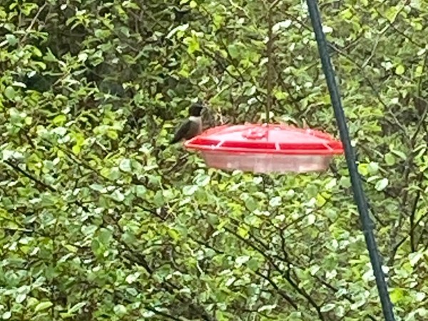 Ruby-throated hummingbird at feeder
