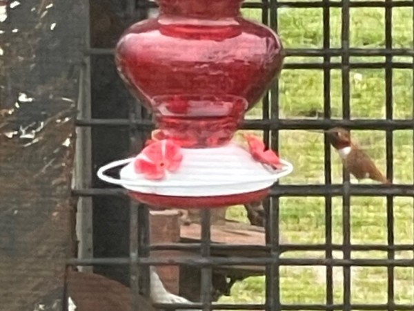 Hummingbird at feeder