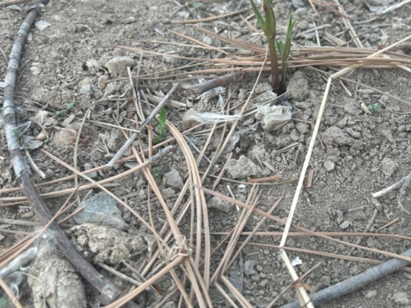 Milkweed emergence