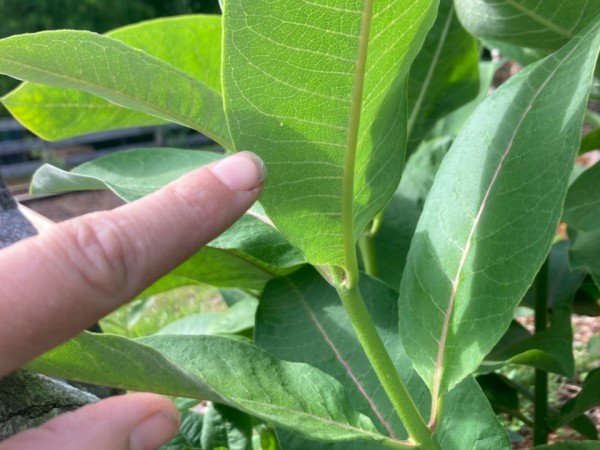 Pointing to monarch egg on leaf