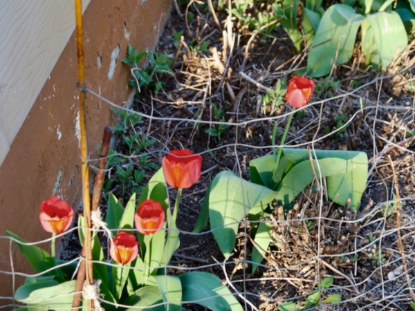Red tulips blooming from ground