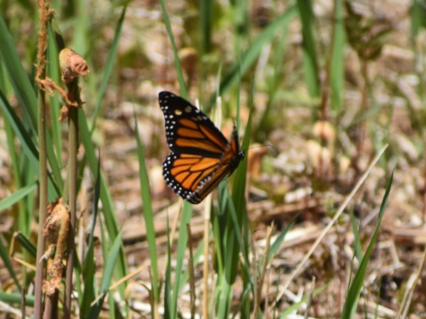 Monarch butterfly