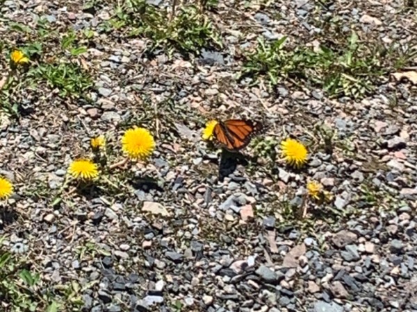Monarch butterfly