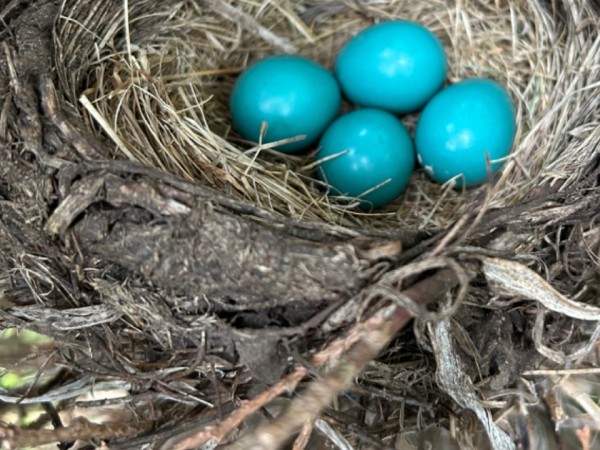 Robin eggs in nest