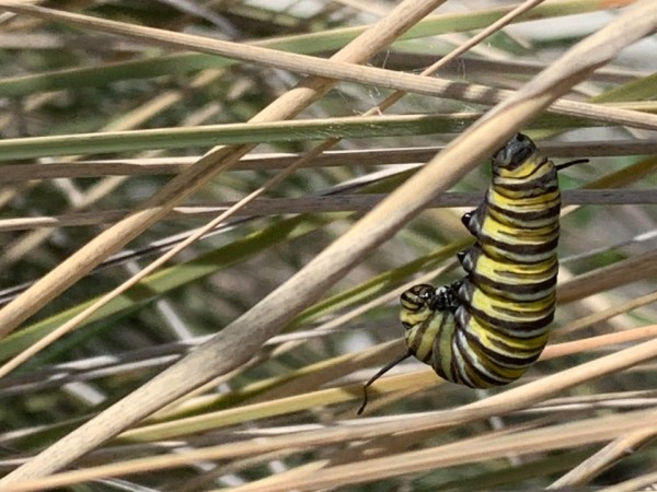monarch larva