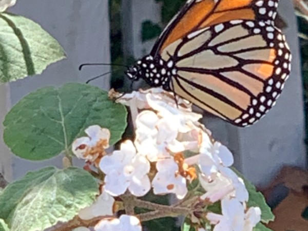 Monarch butterfly