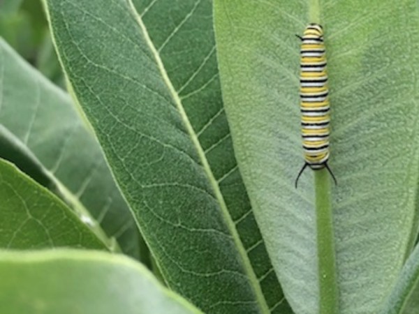 Monarch larva