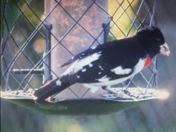Rose-breasted Grosbeak at feeder