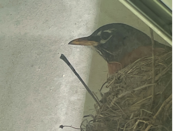 Robin on nest