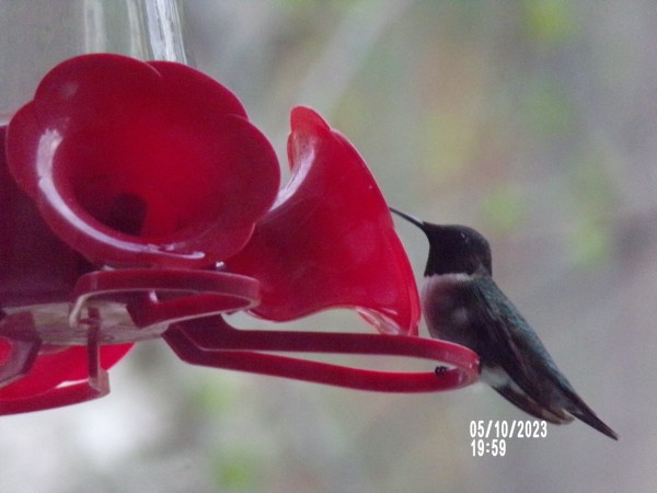 Ruby-throated hummingbird at feeder