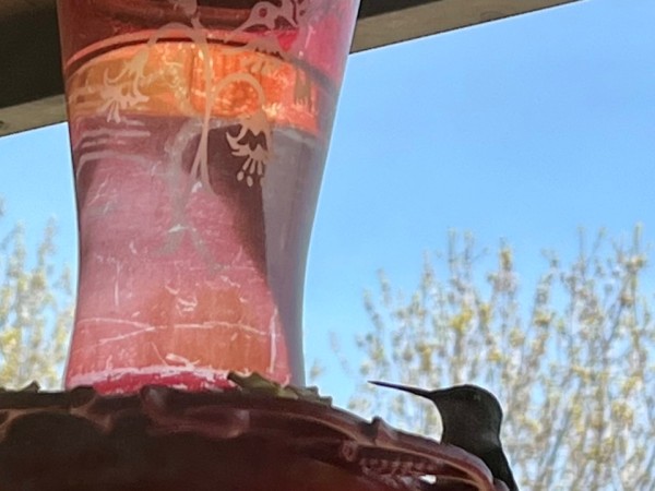 Ruby-throated hummingbird at feeder