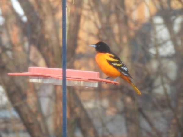 Baltimore Oriole at feeder