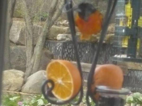 Baltimore Oriole at feeder