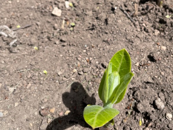 Milkweed emergence