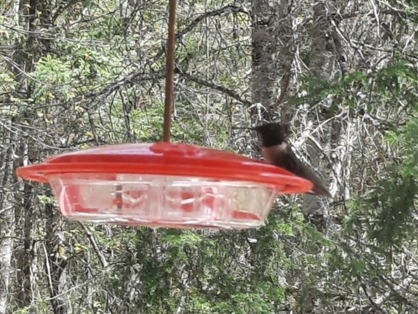 Ruby-throated hummingbird at feeder