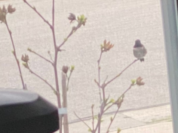 Ruby-throated hummingbird