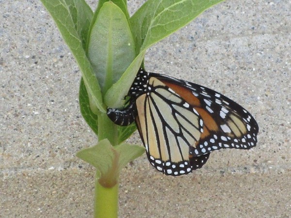 Monarch butterfly
