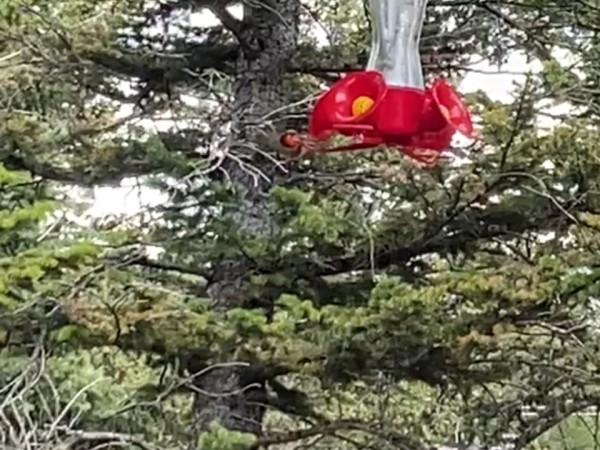 Ruby-throated hummingbird at feeder