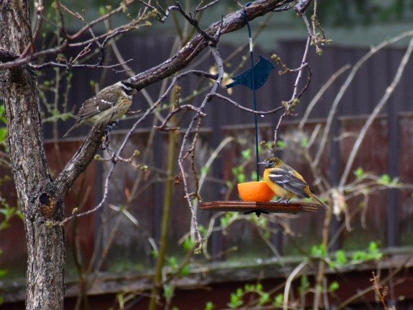 Baltimore Oriole at feeder