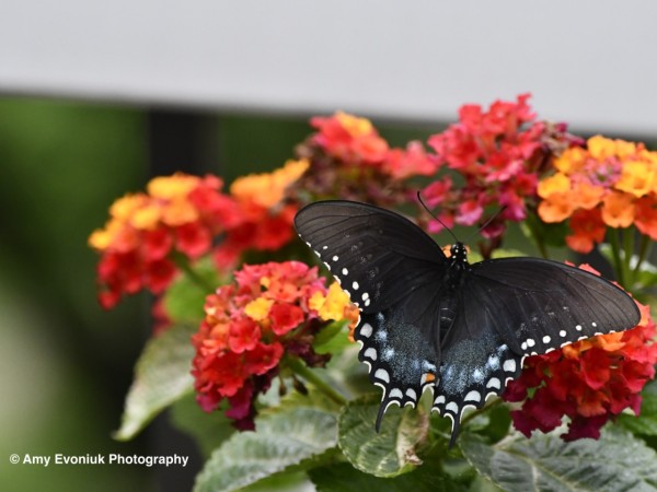 Spicebush butterfly on orange lantana