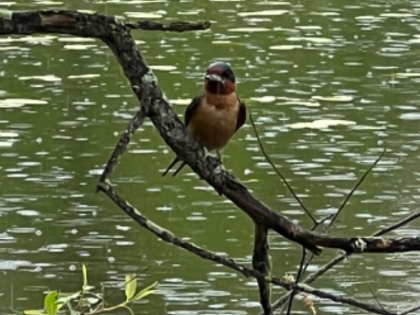 Barn Swallows perched in tree