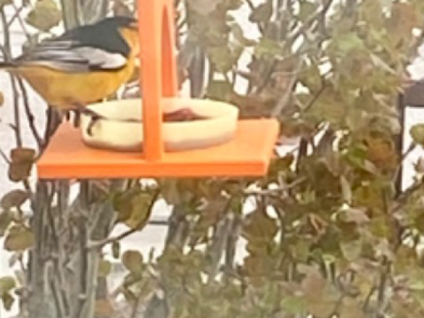 Bullock's Oriole at feeder